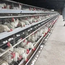 chicken wire rabbit cage