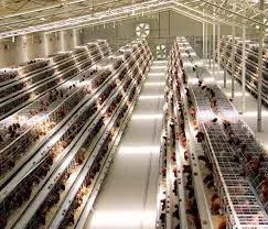 cage free poultry