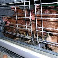 plastic chicken cages