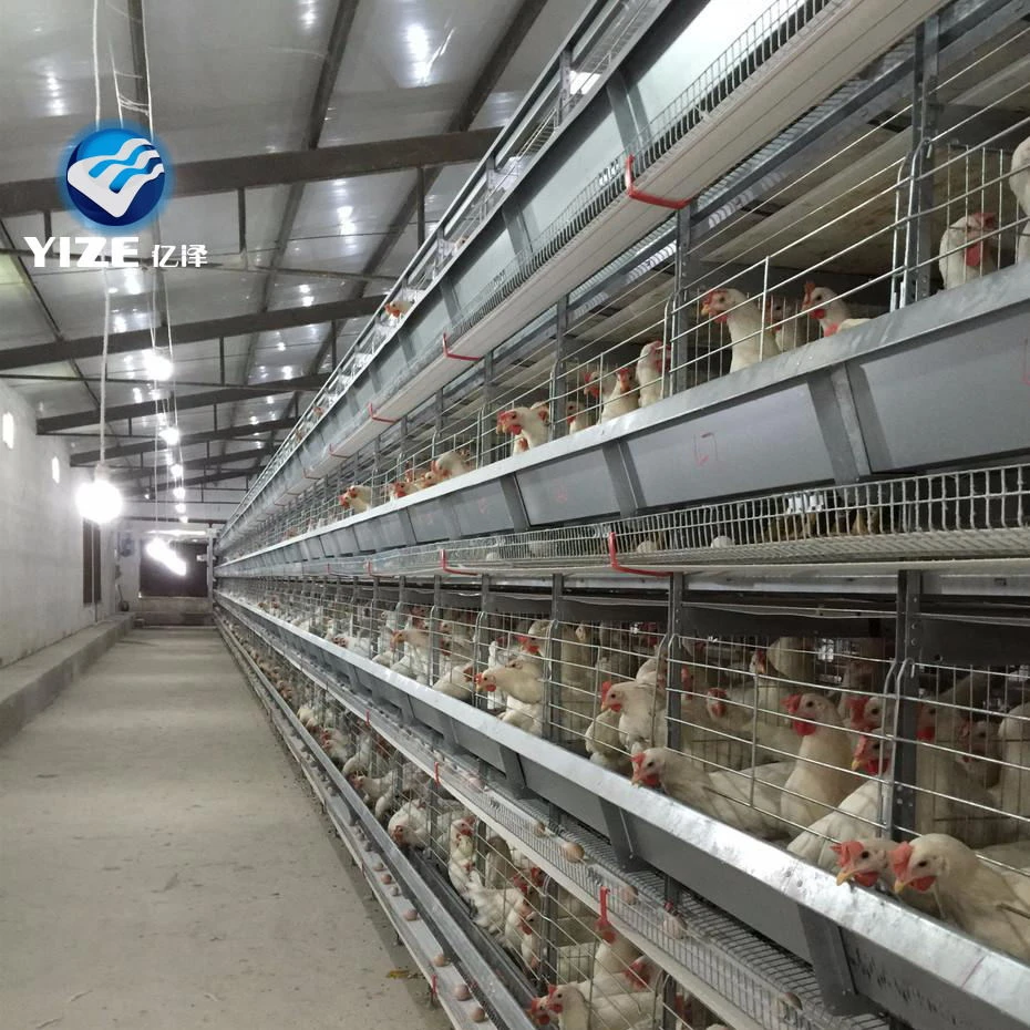 One-Stop Automated Poultry Farming Solutions