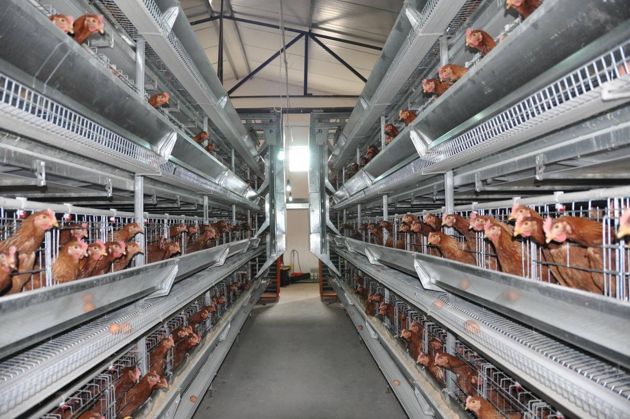 Broiler cage introduction
