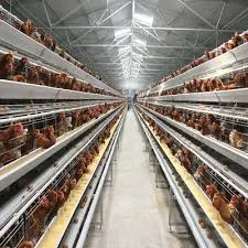 broiler chicken cage
