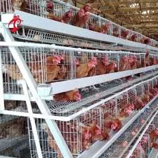 cage layer chicken