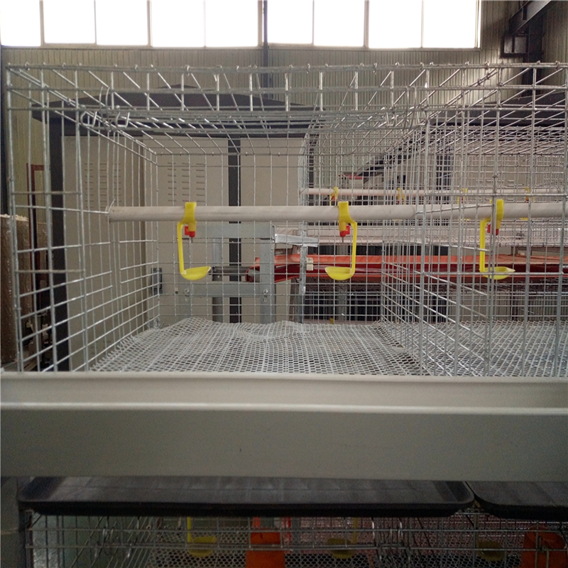 chicken egg layers cage supply