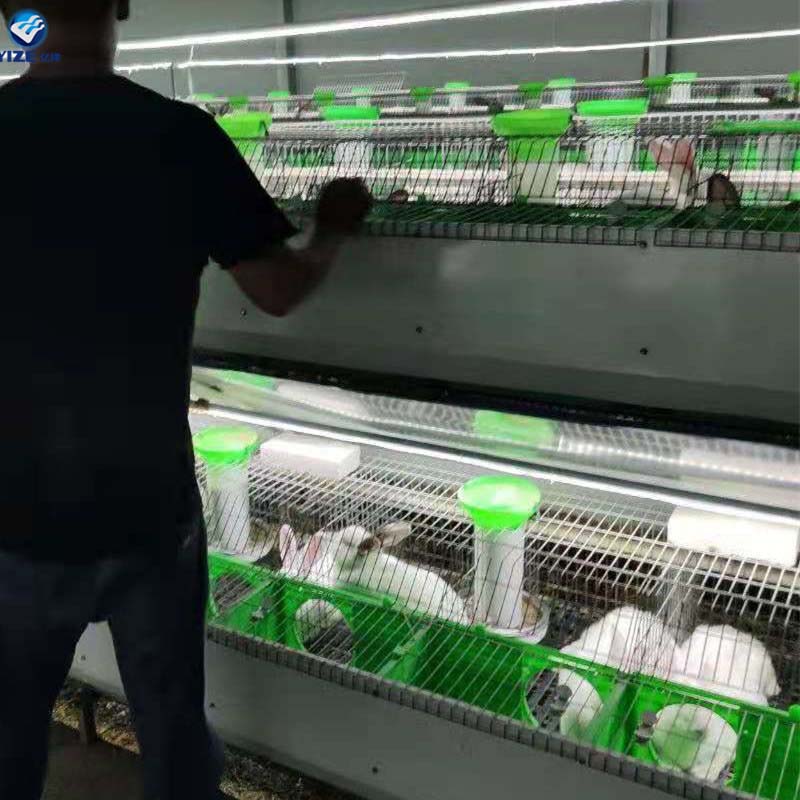 automated poultry cages