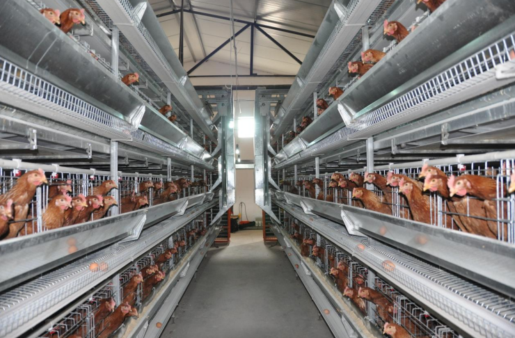 vacuum meat packaging machine