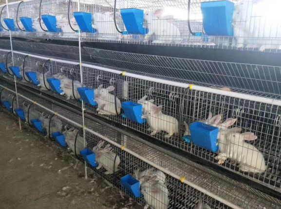small cage for chicken