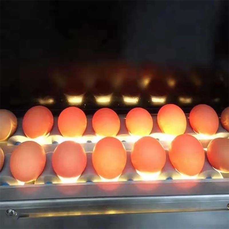layer house in poultry