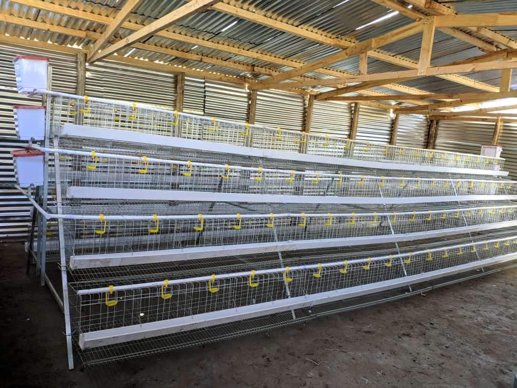 chicken layers cage